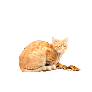Ginger Tabby Cat Sitting On Steps Surrounded By Fall Foliage. 15420 - Cat PNG image with transparent background
